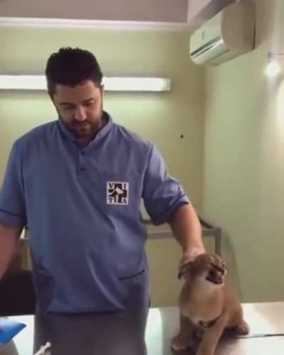 Funny cat
