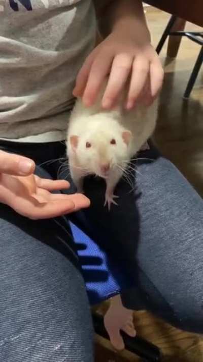 Happy boy enjoying some scritches
