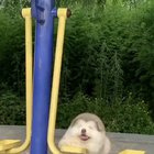 Качок.