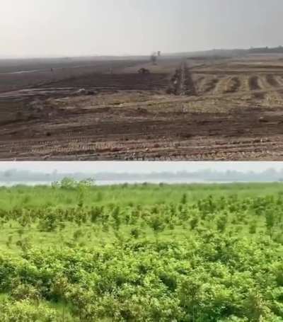 Tree plantation after one year in Pakistan under 10BillionTreeTsunami Project