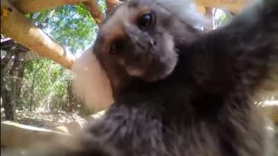 Kisses from Monke