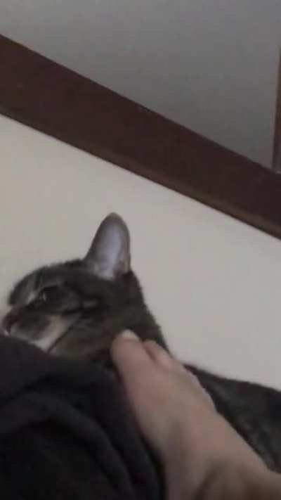 I found this old video of me taunting the cat