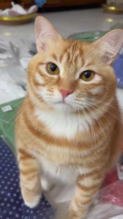 Chonky Orange One