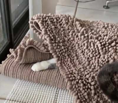 This is why we can’t have rugs at our house