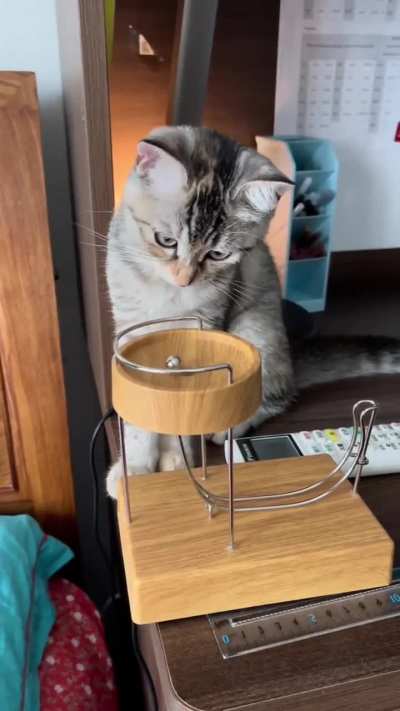 Lovely Cat Playing