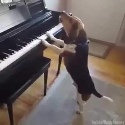 Hahaha this dog made my day!