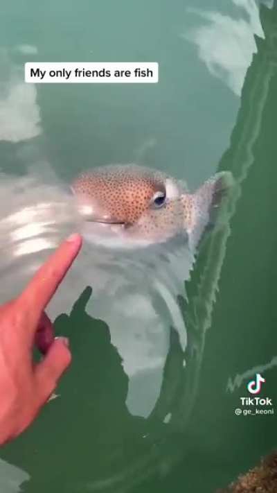 Little fish friend