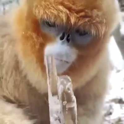 Muquinha comendo um gelin