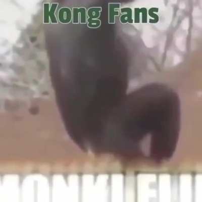 Meme de la batalla esa de la lagartija y el mono
