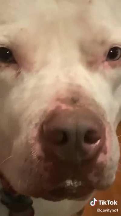 Dogs aren’t supposed to eat jelly beans!