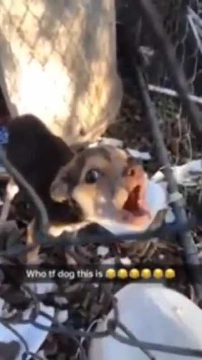 who tf dog is this?