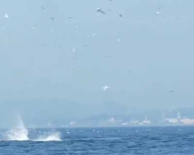 🔥 Orca puts seal 80 feet into the air.
