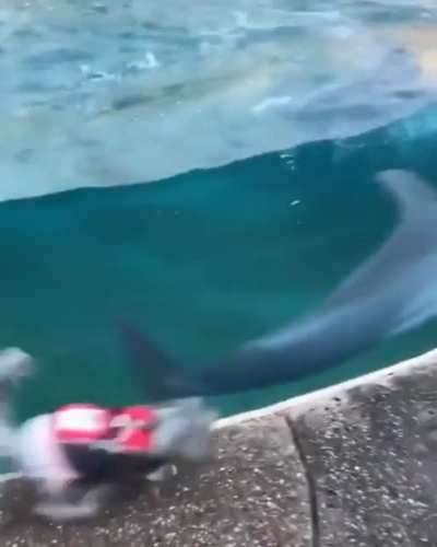dog and dolphin