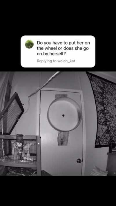 Wunkus wheel