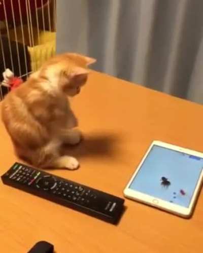 Catching the fishy