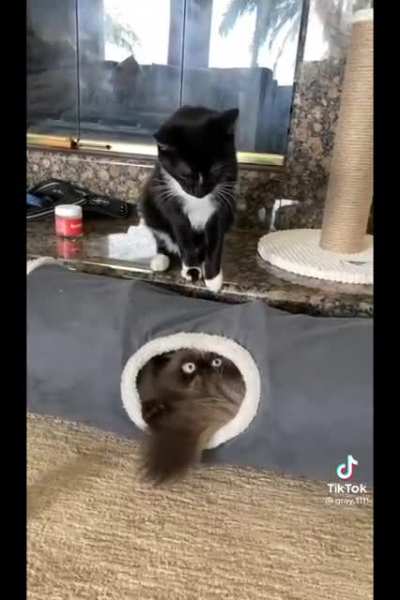 Stop grooming!