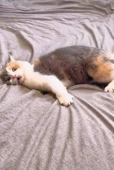 He need an... Oscat🤣 (sorry about that)
