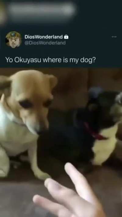 What da dog doin