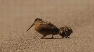 Mother woodcock with her two younglings doing a bouncy walk together as they search for food