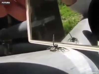 🔥 This spider's reaction when it sees itself in the mirror