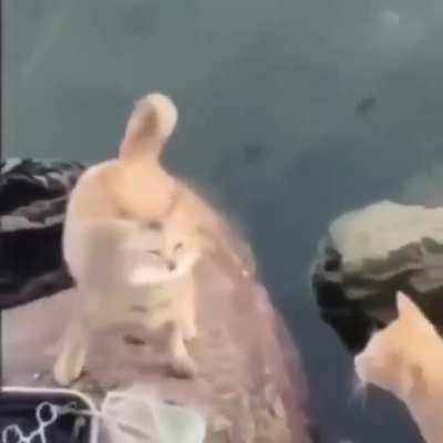 The cat from half life