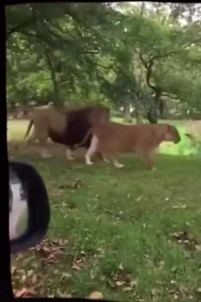 Majestic Lions :D (crosspost)
