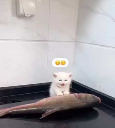 The Wunkus feasts