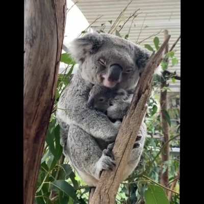 Underrated Koala