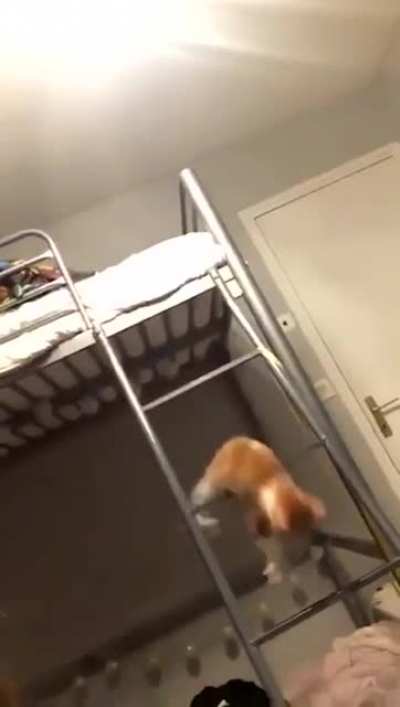 That's one way to climb a ladder