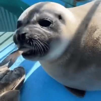 Happy seal!