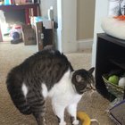 Meeting a “big kitty”