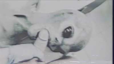 Alien Autopsy Gone Wild