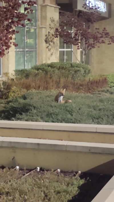 I met a fox at my gym