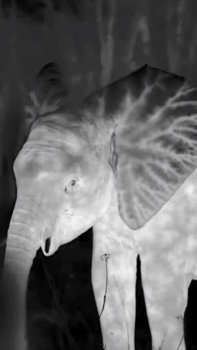 Thermal imaging reveals the dense vascularization of an African elephant's ears