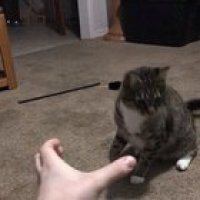 Angry lunge