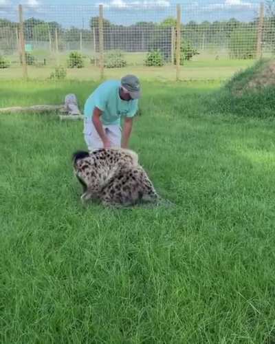 Hyenas raised by humans are known to be extremely affectionate and cuddly to their caretakers