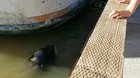 Sea Lion Says Goodbye