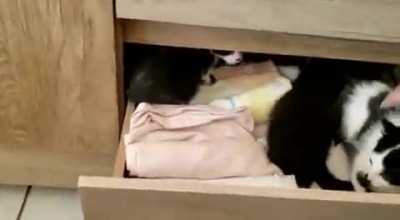 So, for some reason my foster kitties are always getting into drawers. No, I didn't put them there, and I still have no idea how they manage to do that.
