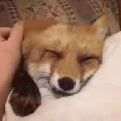 Yay pet foxxo