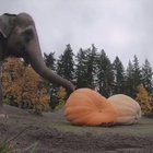Elephant Halloween.