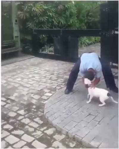Let me pet this cut dog
