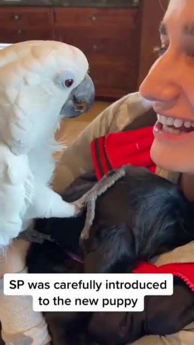 Who's the pet now?