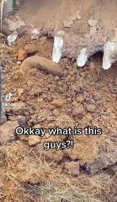 What is this guys