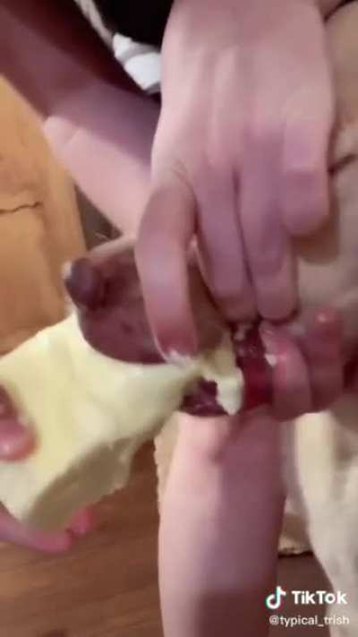 Butter dog