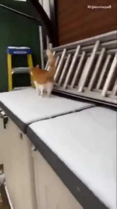 Just a normal cat