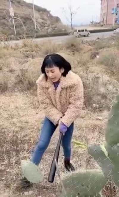 Boomerang cactus