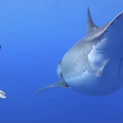 Nearly ended up as shark food