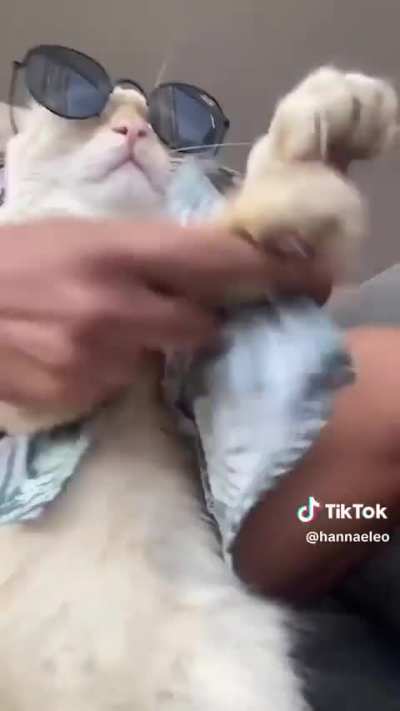 Buenos pasos 😂🐱