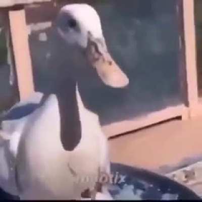 P A T O