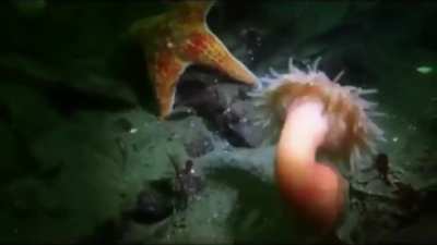 This anemone 'dancing' away from a starfish hunting it